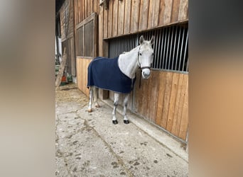 Bawarski koń gorącokrwisty, Wałach, 13 lat, 170 cm, Siwa