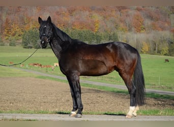 Bawarski koń gorącokrwisty, Wałach, 14 lat, 156 cm, Gniada
