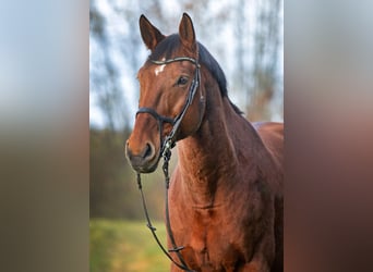 Bawarski koń gorącokrwisty, Wałach, 15 lat, 180 cm, Gniada