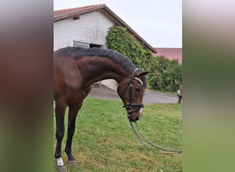 Bawarski koń gorącokrwisty, Wałach, 3 lat, 170 cm, Ciemnogniada