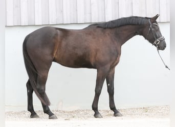 Bawarski koń gorącokrwisty, Wałach, 4 lat, 161 cm, Skarogniada