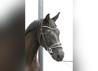 Bawarski koń gorącokrwisty, Wałach, 4 lat, 161 cm, Skarogniada