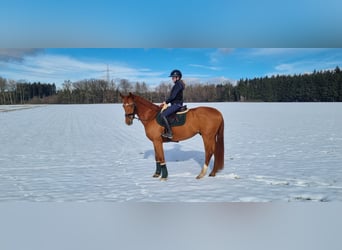 Bawarski koń gorącokrwisty, Wałach, 5 lat, 170 cm, Kasztanowata
