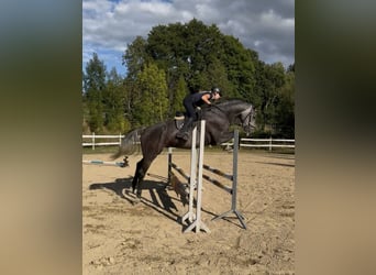 Bawarski koń gorącokrwisty, Wałach, 5 lat, 172 cm, Siwa jabłkowita