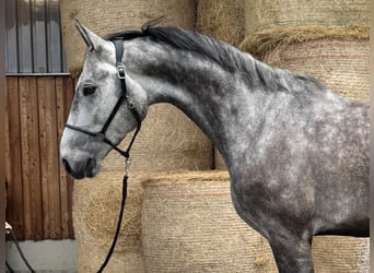 Bawarski koń gorącokrwisty, Wałach, 5 lat, 172 cm, Siwa jabłkowita
