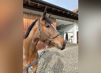 Bawarski koń gorącokrwisty, Wałach, 6 lat, 170 cm, Jasnogniada