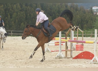 Bawarski koń gorącokrwisty, Wałach, 10 lat, 165 cm, Gniada