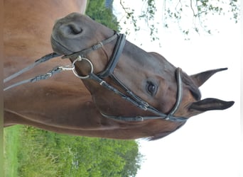 Bawarski koń gorącokrwisty, Wałach, 10 lat, 177 cm, Kara