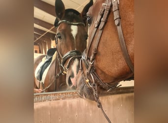 Bawarski koń gorącokrwisty, Wałach, 11 lat, 170 cm, Gniada