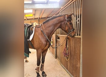 Bawarski koń gorącokrwisty, Wałach, 11 lat, 170 cm, Gniada
