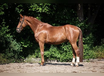 Bawarski koń gorącokrwisty, Wałach, 11 lat, 178 cm, Kasztanowata