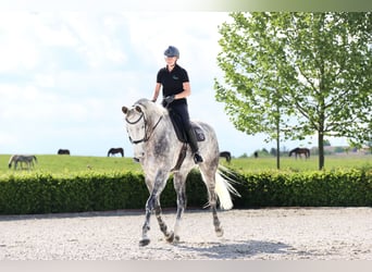 Bawarski koń gorącokrwisty, Wałach, 11 lat, 185 cm, Siwa jabłkowita