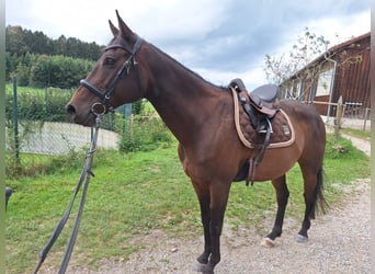 Bawarski koń gorącokrwisty Mix, Wałach, 12 lat, 163 cm, Gniada
