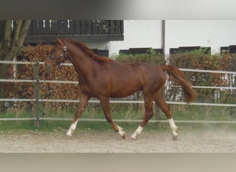 Bawarski koń gorącokrwisty, Wałach, 12 lat, 165 cm, Ciemnokasztanowata