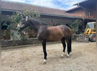 Bawarski koń gorącokrwisty, Wałach, 13 lat, 173 cm, Ciemnogniada