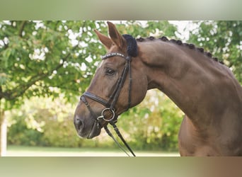 Bawarski koń gorącokrwisty, Wałach, 13 lat, 180 cm, Ciemnokasztanowata