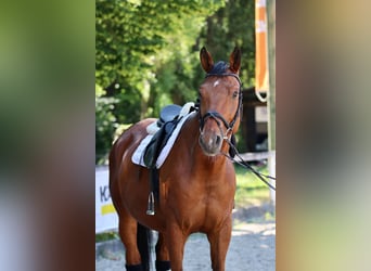 Bawarski koń gorącokrwisty, Wałach, 14 lat, 170 cm, Gniada