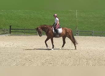 Bawarski koń gorącokrwisty, Wałach, 16 lat, 168 cm, Kasztanowata