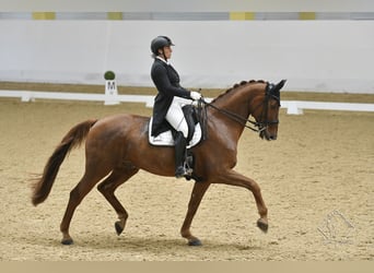 Bawarski koń gorącokrwisty, Wałach, 16 lat, 173 cm, Kasztanowata