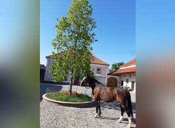 Bawarski koń gorącokrwisty, Wałach, 19 lat, 170 cm, Gniada