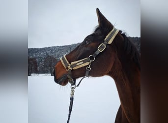 Bawarski koń gorącokrwisty, Wałach, 24 lat, 180 cm, Gniada