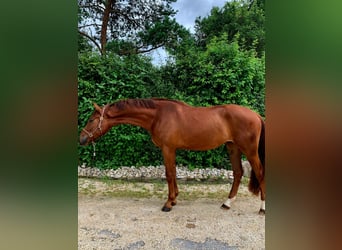 Bawarski koń gorącokrwisty, Wałach, 3 lat, 170 cm, Kasztanowata