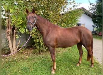 Bawarski koń gorącokrwisty, Wałach, 4 lat, 165 cm, Ciemnokasztanowata