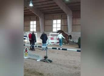 Bawarski koń gorącokrwisty, Wałach, 4 lat, 165 cm, Gniada