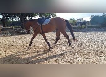 Bawarski koń gorącokrwisty, Wałach, 4 lat, 165 cm, Gniada