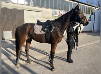Bawarski koń gorącokrwisty, Wałach, 4 lat, 167 cm, Gniada