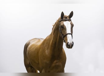 Bawarski koń gorącokrwisty, Wałach, 4 lat, 170 cm, Kasztanowata
