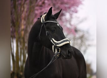 Bawarski koń gorącokrwisty, Wałach, 4 lat, 172 cm, Kara