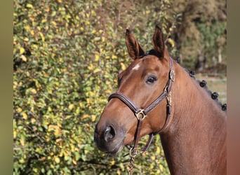 Bawarski koń gorącokrwisty, Wałach, 5 lat, 169 cm, Gniada