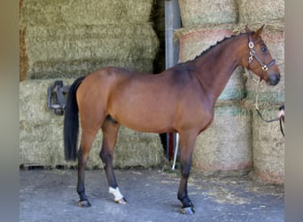 Bawarski koń gorącokrwisty, Wałach, 5 lat, 169 cm, Gniada