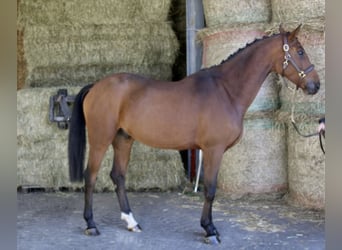 Bawarski koń gorącokrwisty, Wałach, 5 lat, 170 cm, Jasnogniada