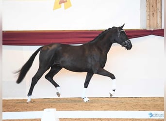 Bawarski koń gorącokrwisty, Wałach, 5 lat, 172 cm, Kara