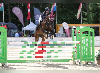 Bawarski koń gorącokrwisty, Wałach, 6 lat, 170 cm, Skarogniada