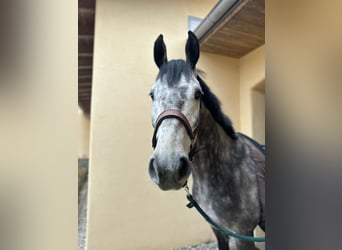 Bawarski koń gorącokrwisty, Wałach, 6 lat, 172 cm, Siwa jabłkowita