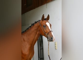 Bawarski koń gorącokrwisty, Wałach, 7 lat, 166 cm, Gniada
