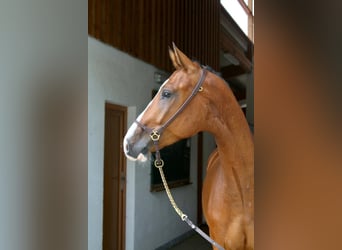 Bawarski koń gorącokrwisty, Wałach, 7 lat, 166 cm, Gniada