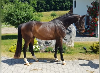 Bawarski koń gorącokrwisty, Wałach, 7 lat, 172 cm, Ciemnogniada