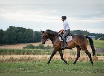 Bawarski koń gorącokrwisty, Wałach, 7 lat, 173 cm, Ciemnogniada