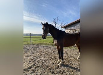 Bawarski koń gorącokrwisty, Wałach, 7 lat, 175 cm, Gniada