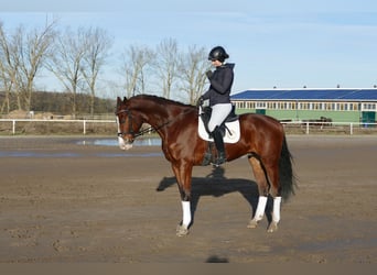 Bawarski koń gorącokrwisty, Wałach, 8 lat, 173 cm, Gniada