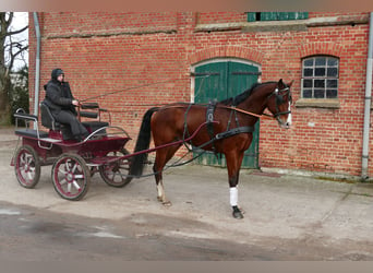 Bawarski koń gorącokrwisty, Wałach, 8 lat, 173 cm, Gniada