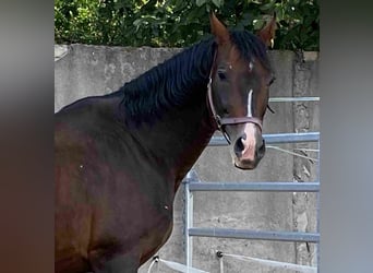 Bayerisches warmbloed, Hengst, 16 Jaar, Donkerbruin
