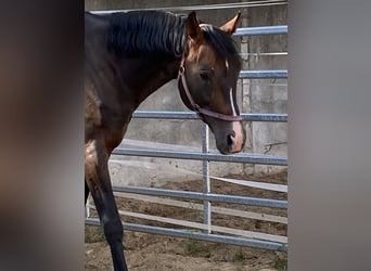 Bayerisches warmbloed, Hengst, 16 Jaar, Donkerbruin