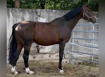 Bayerisches warmbloed, Hengst, 16 Jaar, Donkerbruin
