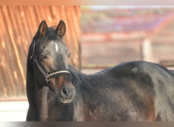 Bayerisches warmbloed, Hengst, 22 Jaar, 169 cm, Roodbruin