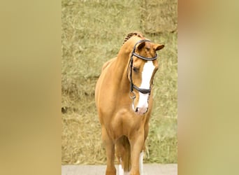 Bayerisches warmbloed, Hengst, 2 Jaar, 164 cm, Vos